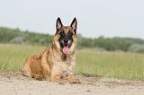 MALINOIS 371